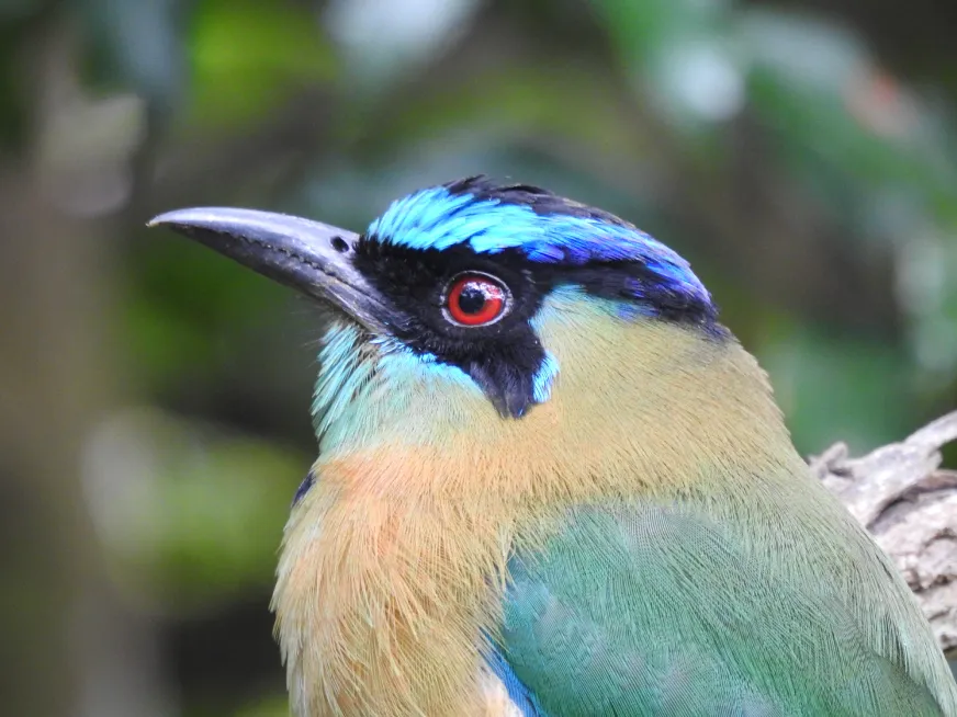 Close-up of a bird with green, blue and orange plumage, red eyes and a dark beak.