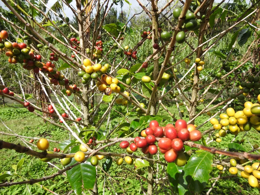 Coffee tree branches with coffee beans in various stages of ripening, from green to red.
