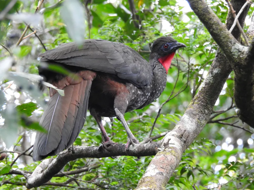 A large dark bird with a red crest perches on a tree branch in the tropical forest.