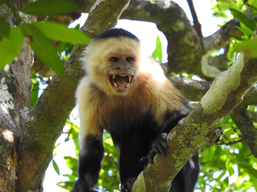 A white-faced capuchin monkey looks directly at the camera from a tree branch.