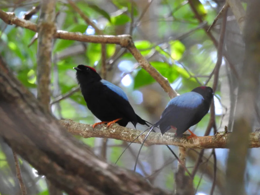 A large black bird with glossy plumage perches on a dry branch in the forest.