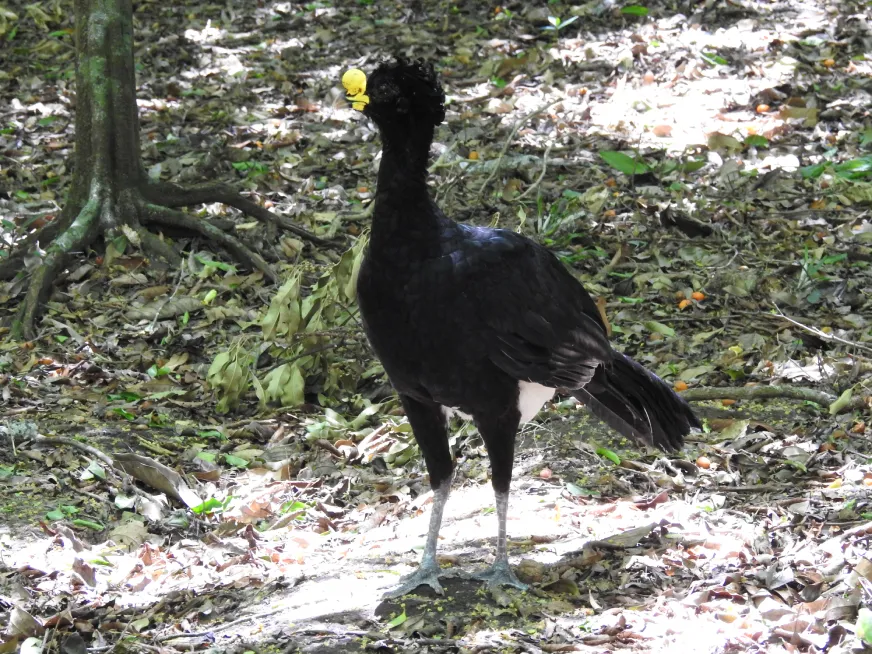 A tall dark wading bird stands on the ground in a dry forest clearing.