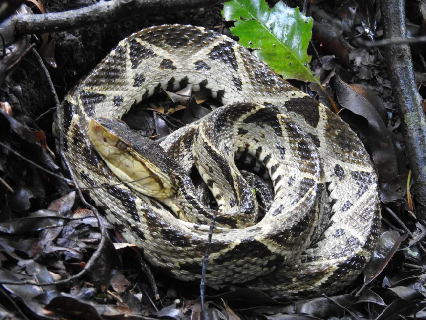 A coiled rattlesnake with patterned brown and grey scales rests on dry branches.