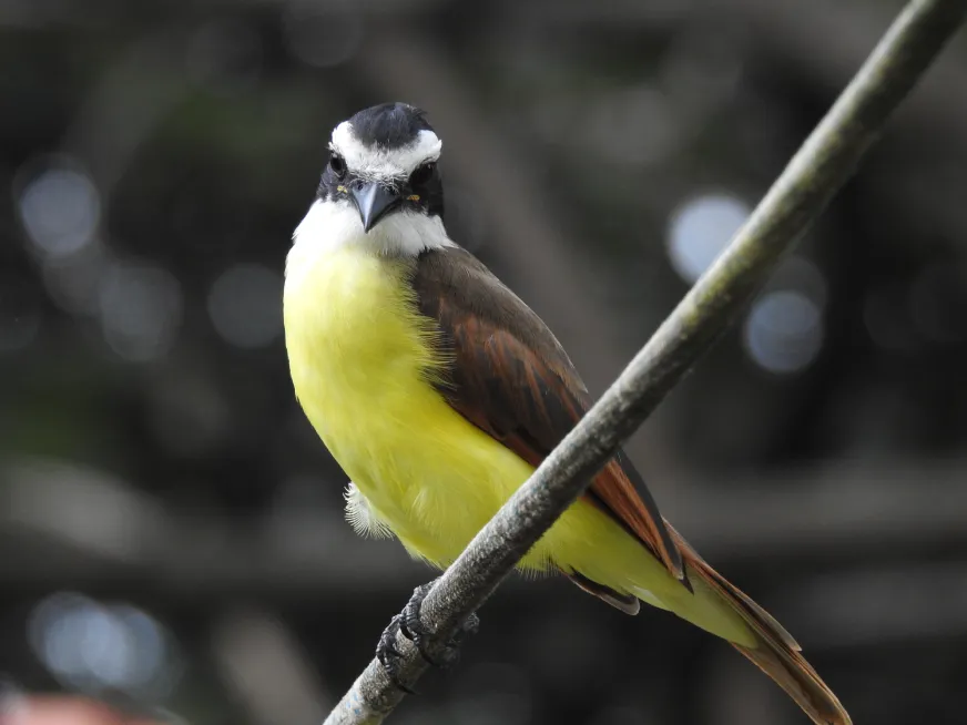 A small yellow-breasted bird perches on a thin branch against a blurred green background.