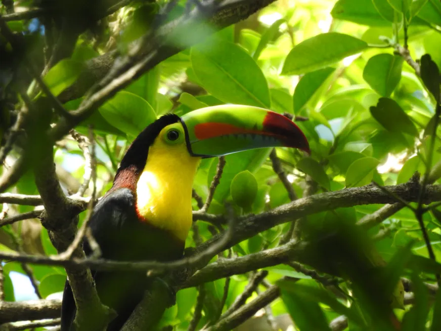 A toucan with a large colorful beak perches on a branch among tropical green leaves.
