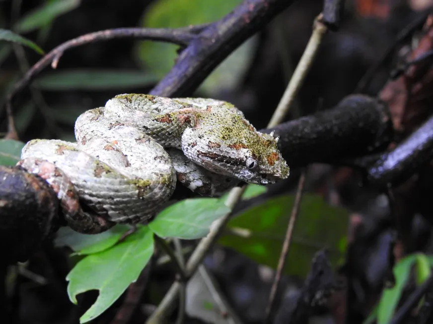 A patterned snake coils on a dry tree branch in the tropical dry forest.