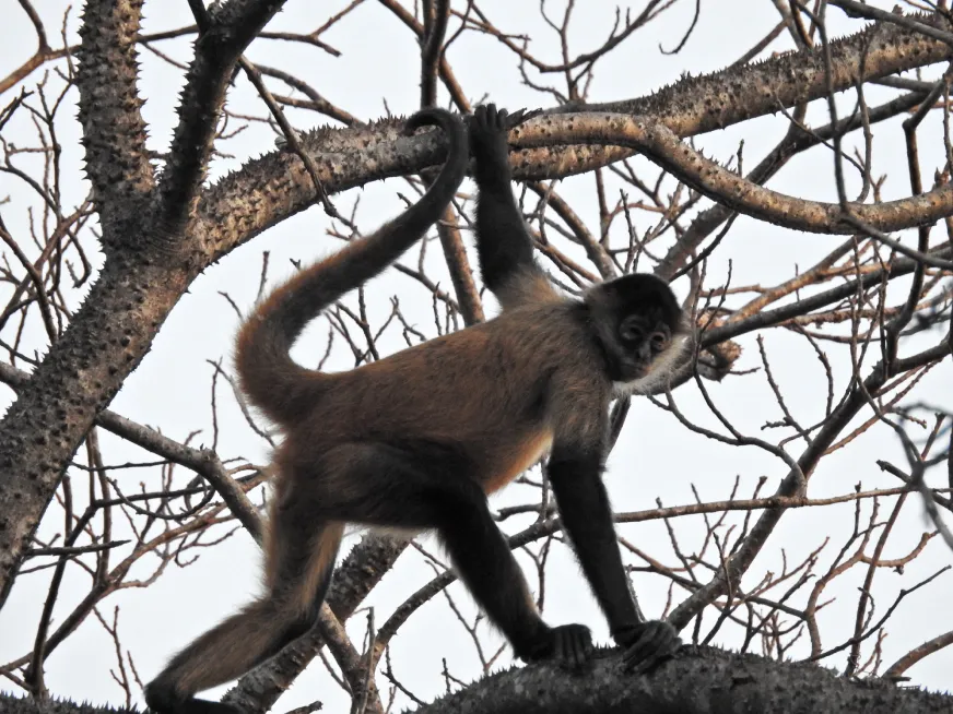 A black spider monkey climbs and hangs from dry tree branches in the forest.