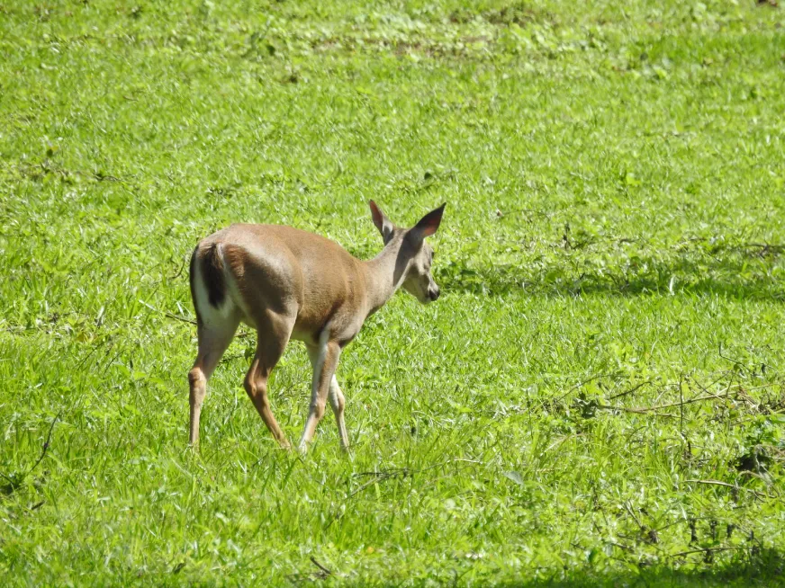 A white-tailed deer grazes on a bright green grassy field in the national park.