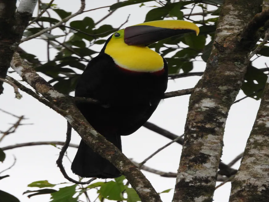 A toucan with a bold yellow and black beak sits on a branch in the dark rainforest canopy.