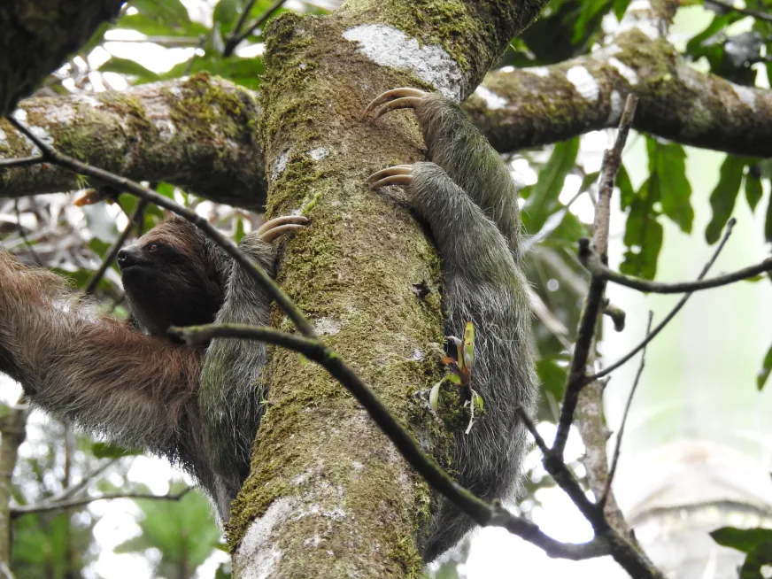 A three-toed sloth clings to a mossy tree trunk in the rainforest canopy.