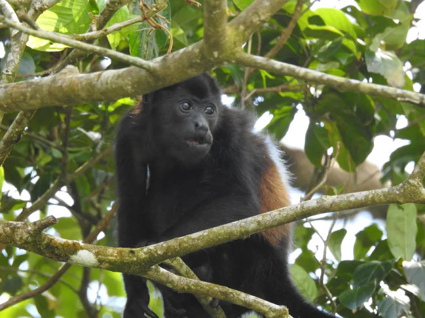 A black howler monkey sits quietly on a branch among tropical trees in the jungle.