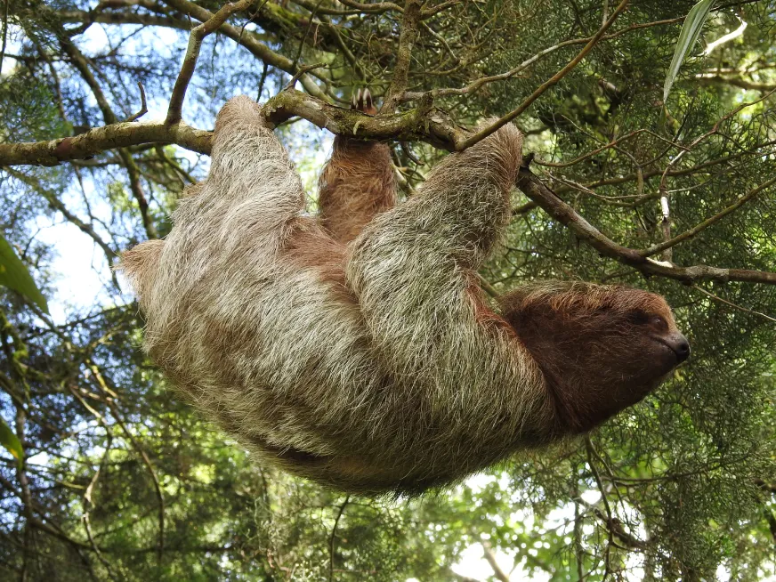 A three-toed sloth hangs upside down from a branch in the rainforest canopy.