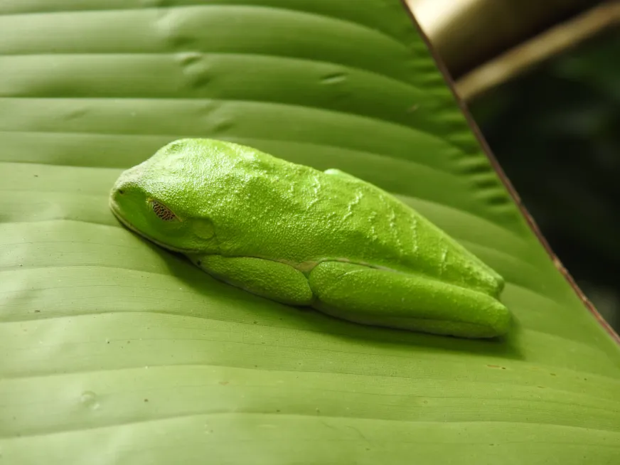 A close-up of a bright green leaf katydid camouflaged on a large tropical leaf.
