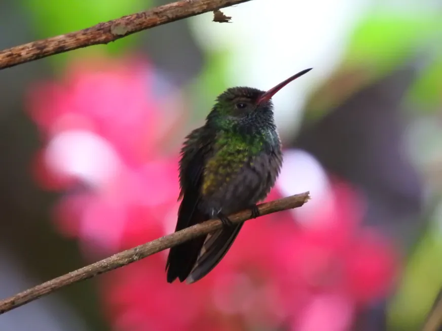 A hummingbird with iridescent green plumage feeds from a bright pink flower on a branch.