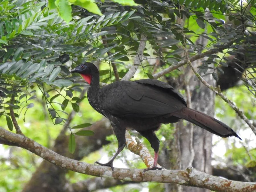 A large dark black bird with a red beak perches on a branch in the rainforest.