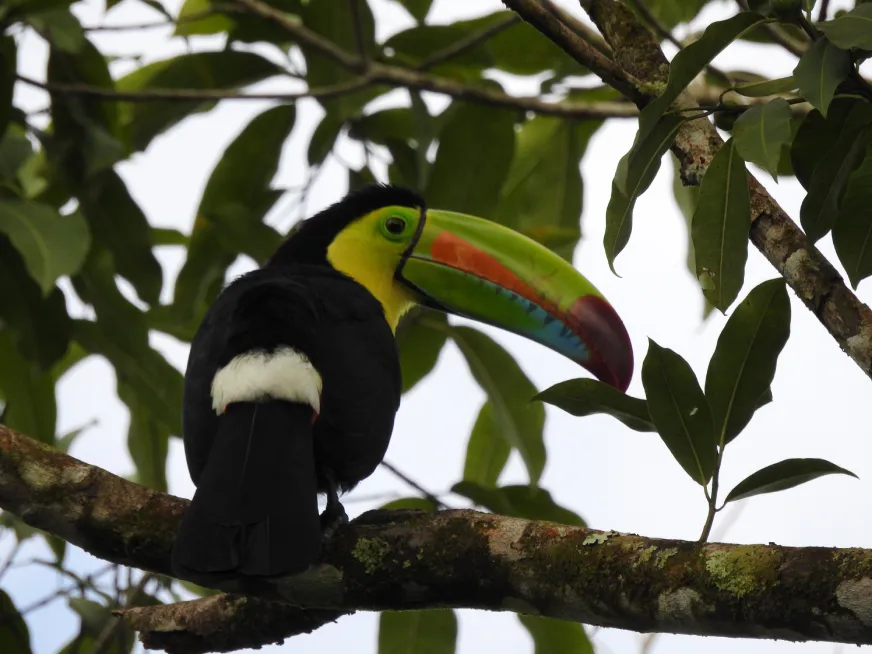 A toucan with a large black and yellow beak perches on a branch among tropical leaves.