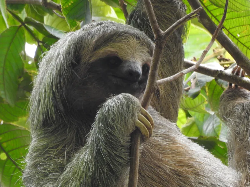 A three-toed sloth with grey and brown fur hangs from a tree branch in the rainforest.