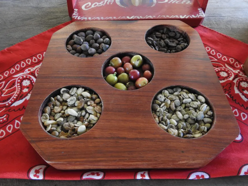 A wooden tray displays different stages of cacao and coffee beans at an eco tour station.