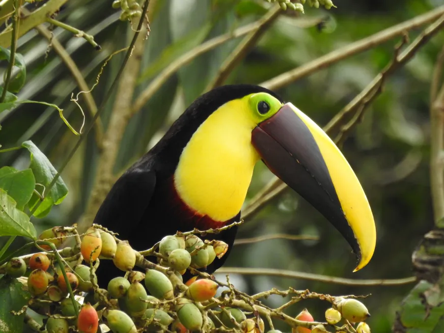 A yellow-throated toucan perches among green fruit-laden branches in the tropical forest.