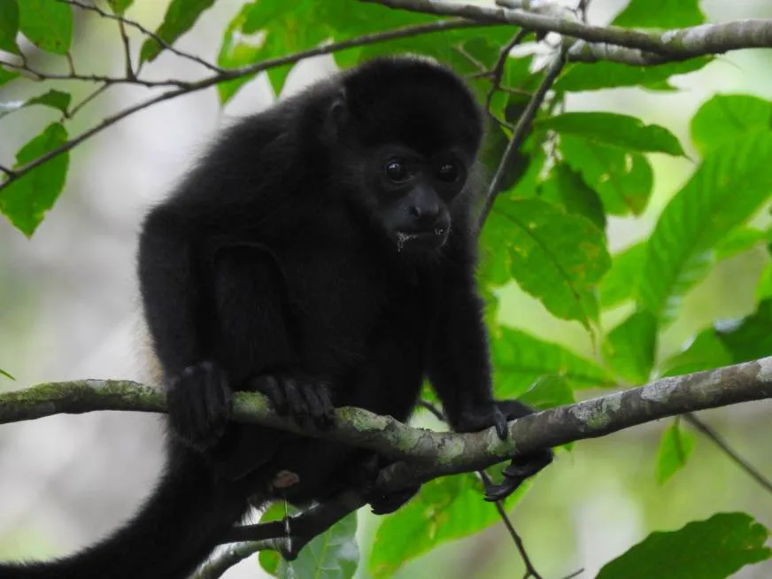 A black howler monkey sits on a branch among dense green tropical vegetation.