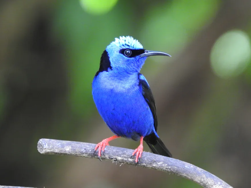 A vibrant blue honeycreeper bird with red legs perches on a branch against a green background.