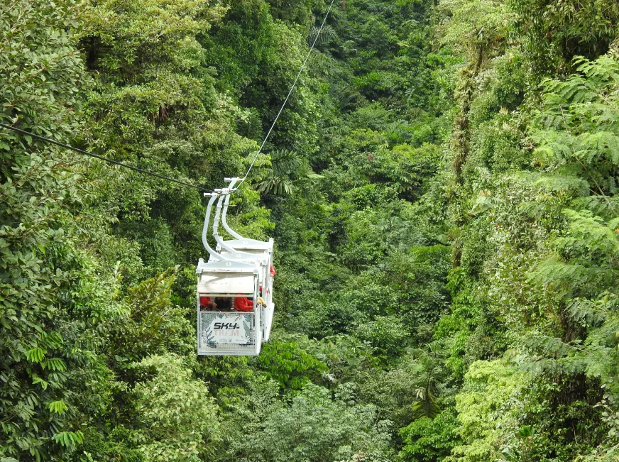 A sky tram gondola descends through a lush green rainforest with ocean views in the distance.