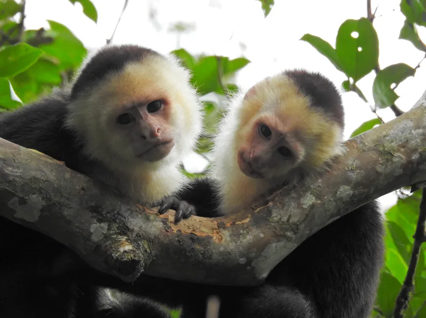 A white-faced capuchin monkey sits on a branch next to a three-toed sloth in the forest.