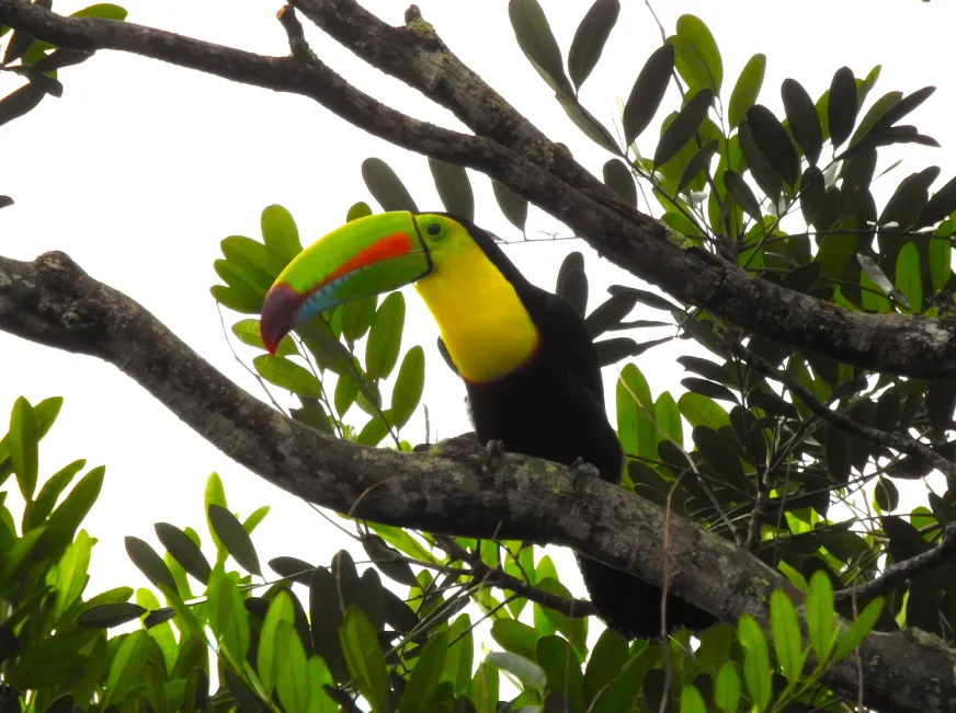 A toucan with a large colorful beak perches on a branch surrounded by tropical foliage.